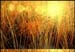 herbe